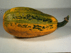 Cucurbita pepo Metchetinskaja; fruits