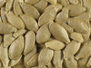 Cucurbita pepo Metchetinskaja; graines