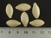 Cucurbita pepo Nawathinehena; graines