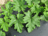 Cucurbita pepo Ayotol; feuilles