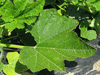 Cucurbita pepo Yugoslavian Fingers Green; feuilles