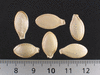 Cucurbita pepo Golden queen; graines