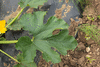 Cucurbita pepo Golden queen; feuilles