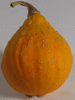 Cucurbita pepo Lemon Squash; fruits