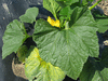 Cucurbita pepo Lemon Squash; feuilles