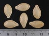 Cucurbita pepo Table dainty; graines