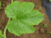 Cucurbita pepo Tarahumara  Pumpkin; feuilles