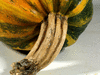 Cucurbita pepo Tarahumara  Pumpkin; pedoncules