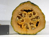 Cucurbita pepo Tarahumara  Pumpkin; coupes