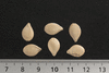 Cucurbita pepo Chinese mini; graines