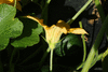 Cucurbita pepo Chinese mini; fleurs-M
