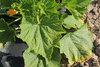 Cucurbita pepo Spoon Platoon; feuilles