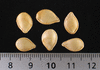 Cucurbita pepo (F1) Small Fancy; graines