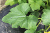 Cucurbita pepo De Breil sur Roya; feuilles