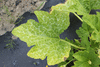 Cucurbita pepo White Crookneck; feuilles