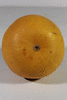Cucurbita pepo Orange ball; ombilics