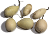 Cucurbita pepo Pears and eggs; fruits