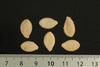 Cucurbita pepo Pears and eggs; graines