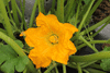 Cucurbita pepo Sunlight; fleurs-F