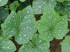Cucurbita moschata Musque de Provence; feuilles