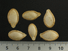 Cucurbita moschata Musque de Provence; graines
