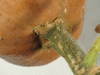 Cucurbita moschata Courge de Nice  fruits longs; pedoncules