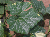 Cucurbita moschata Courge de Cte d'Ivoire; feuilles