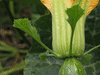 Cucurbita moschata Courge de Cte d'Ivoire; fleurs-F