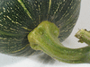 Cucurbita moschata Courge de Cte d'Ivoire; pedoncules
