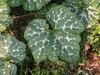 Cucurbita moschata Musque des Carabes; feuilles