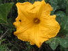 Cucurbita moschata Musque des Carabes; fleurs-M