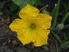 Cucurbita moschata F1 Fagtong Thong Amphan (346); fleurs-M