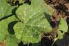 Cucurbita moschata Musque du Npal; feuilles