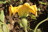 Cucurbita moschata Musque du Npal; fleurs-F