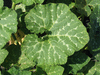 Cucurbita moschata Musque du Maroc; feuilles