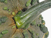Cucurbita moschata Musque du Maroc; pedoncules