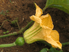 Cucurbita moschata Seminole; fleurs-F
