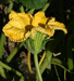 Cucurbita moschata Waltham butternut; fleurs-M