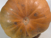Cucurbita moschata Dickinson; ombilics
