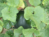 Cucurbita moschata Yoeme segualca; feuilles