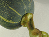 Cucurbita moschata Mayo segualca; pedoncules