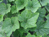 Cucurbita moschata Papaw; feuilles