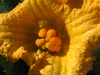 Cucurbita moschata Vitamin pumpkin, sorte Russe; fleurs-F