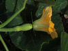Cucurbita moschata Violina; fleurs-F