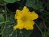 Cucurbita moschata Anvers; fleurs-F