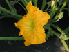 Cucurbita moschata Buckskin; fleurs-M