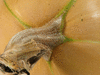 Cucurbita moschata Pennsylvania Dutch crookneck; pedoncules