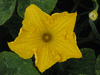 Cucurbita moschata Fagtoong Big Gold; fleurs-M