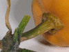 Cucurbita moschata Apache pear; pedoncules