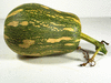 Cucurbita moschata Palav-Kadu; fruits